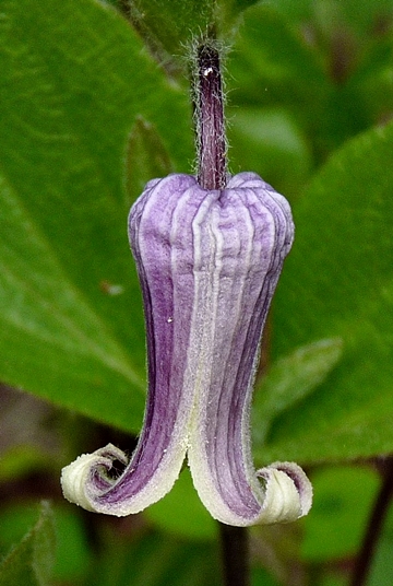 {Clematis fremontii}